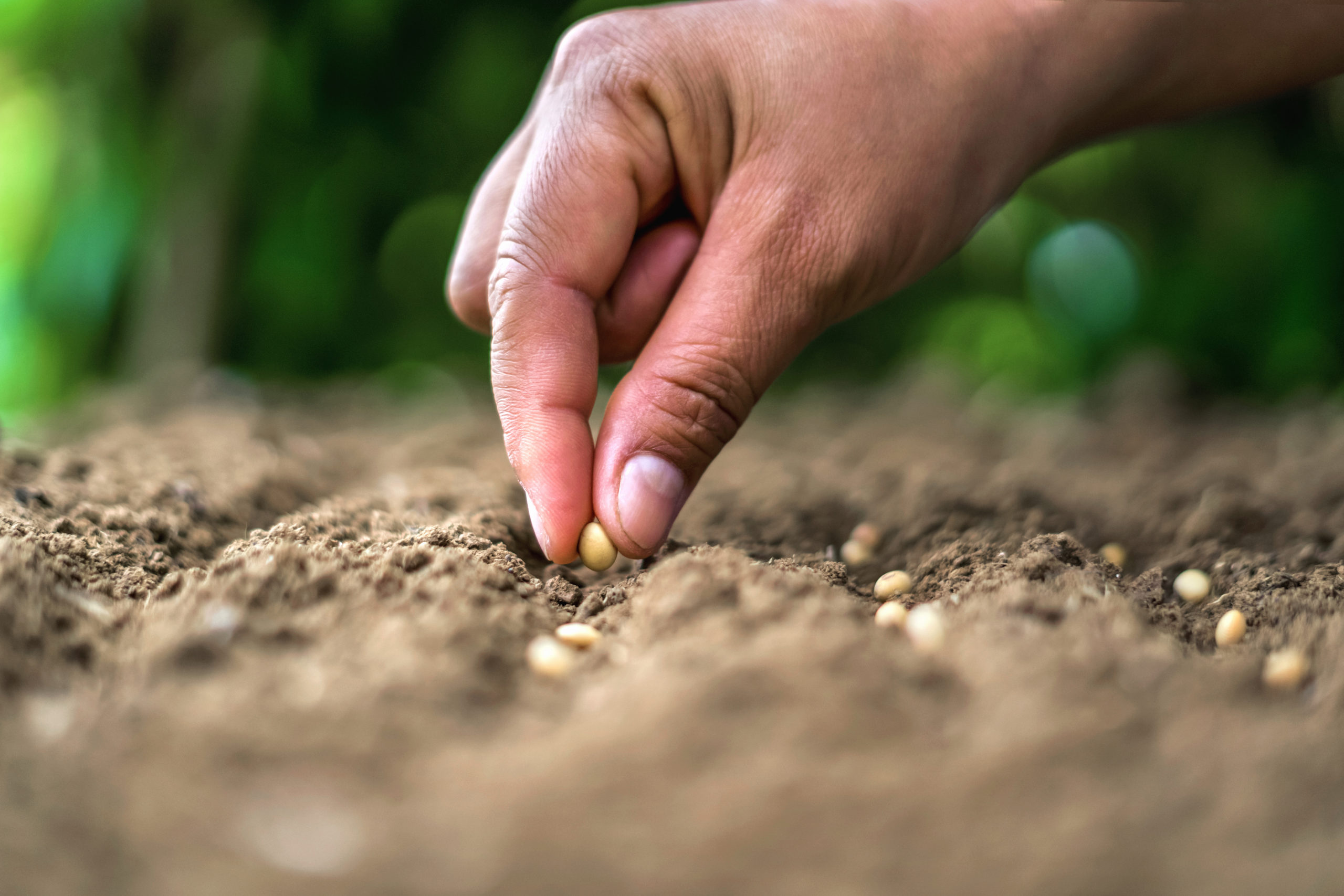 planter des graines